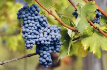 images/categorieimages/Nebbiolo grape.jpeg